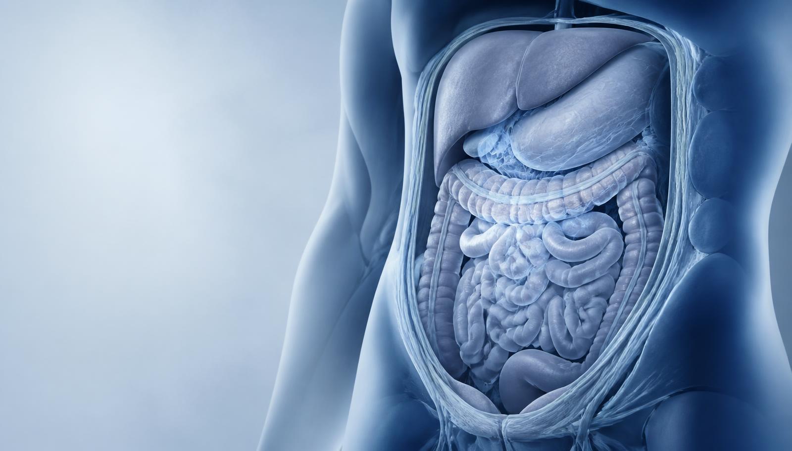 Illustration anatomique : cavité abdominale et viscères digestifs